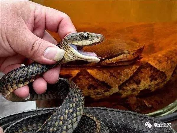 活蛇泡酒功效大,但这几个点要注意