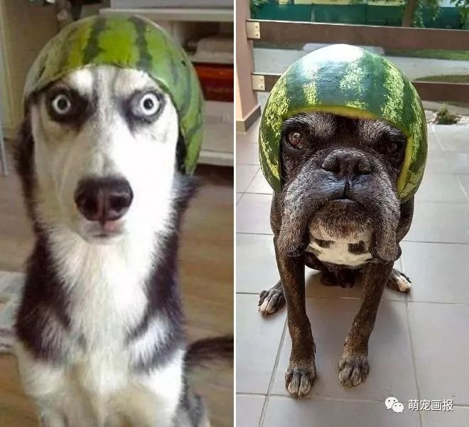 当狗狗们戴上瓜皮帽,看看谁最有型