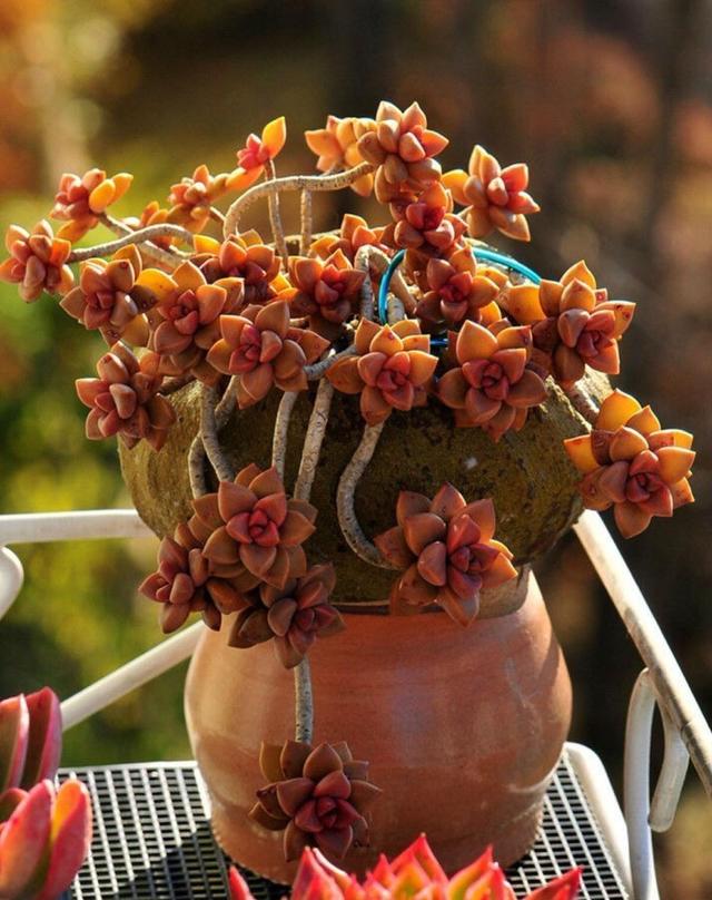 这3种多肉是"战斗机",养得越老"越值钱",管理下功夫变老桩