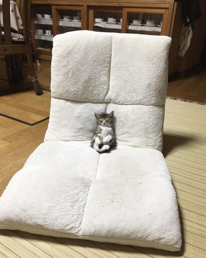 喵星人躺在沙发上看剧,看累了就睡起大觉,这睡姿简直亮眼