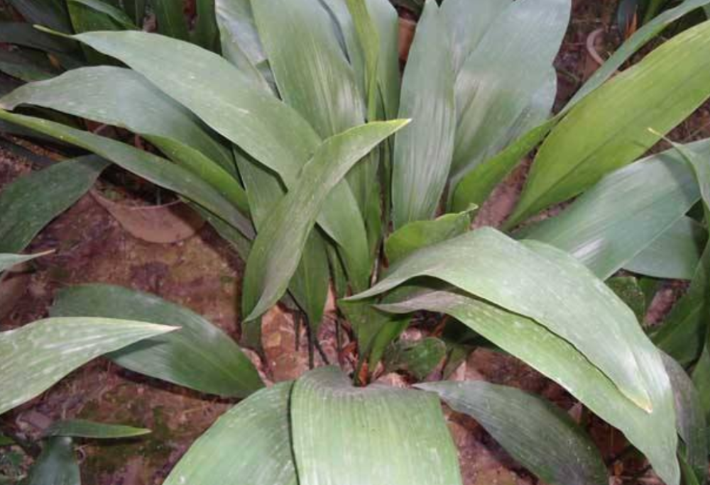 深山里这种植物俗称"蜘蛛抱蛋",作盆栽价格很贵,作药材也很好