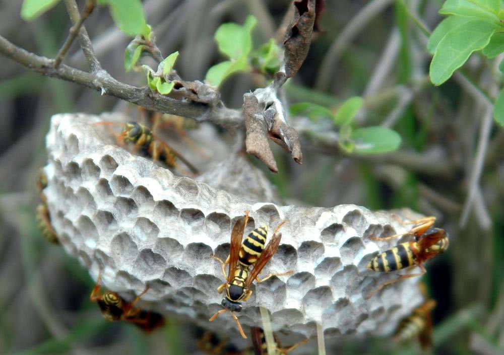 蜜蜂和马蜂有啥不一样?作为养蜂人,这几点咱们需要知道