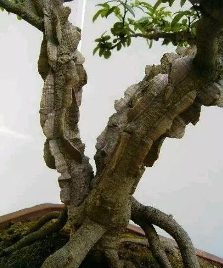 农村一种"树",全身都是刺,野外挖棵老桩树,能做精美盆景树|两面针