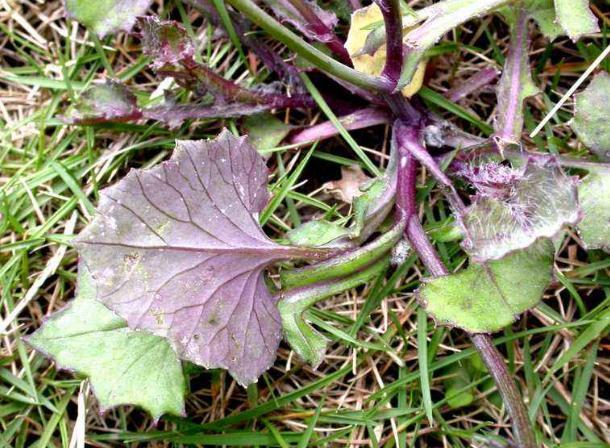 因为这一种植物的花蕊有一点红色的,所以人们就给它取了这么一个名字