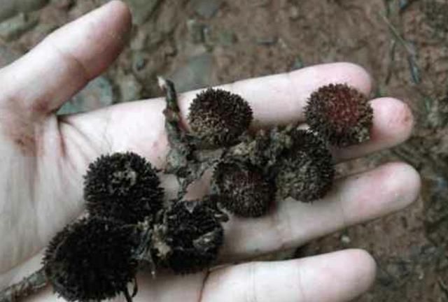 人称"地杨梅",山坡路过,请别踩踏,当前70元一两