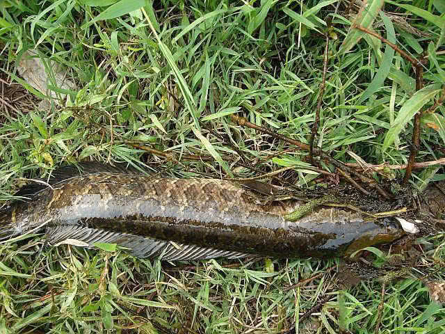 话说乌鳢在民间它被称作孝鱼钓鱼人眼里它是很好的垂钓对象