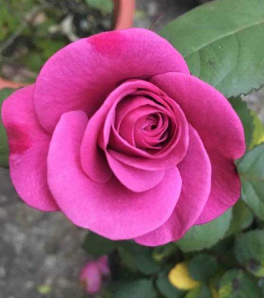 喜欢养花,不如养盆"冥王星月季",似紫气东来,寓意吉祥