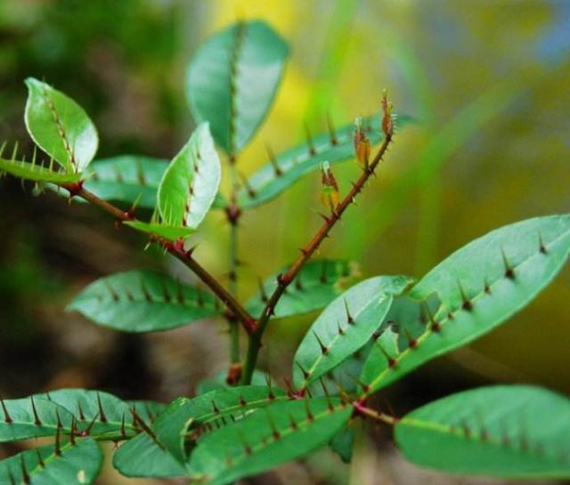 农村一种"树",全身都是刺,野外挖棵老桩树,能做精美盆景树