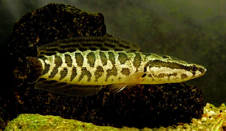 话说乌鳢在民间它被称作孝鱼钓鱼人眼里它是很好的垂钓对象