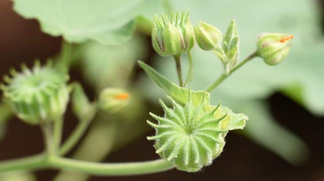这种草,小孩很爱玩,农民叫它石磨草,作用可不小!