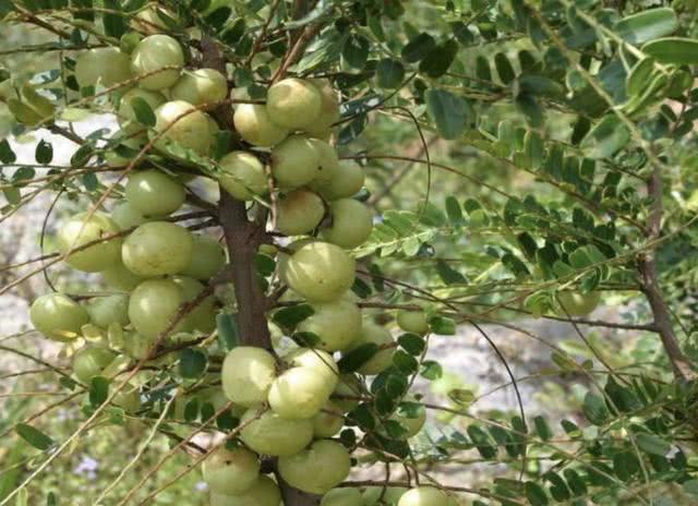 山上的1种"小黄果",被称为"余甘果",吃着甘甜,儿时常去摘