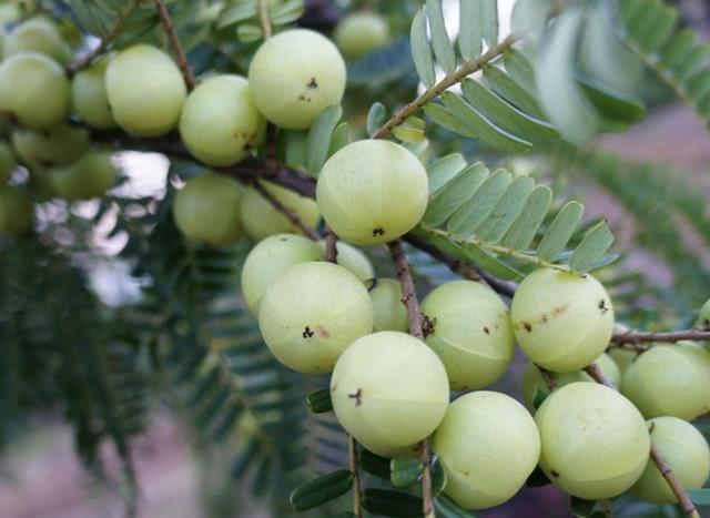 山上的1种"小黄果",被称为"余甘果",吃着甘甜,儿时常去摘