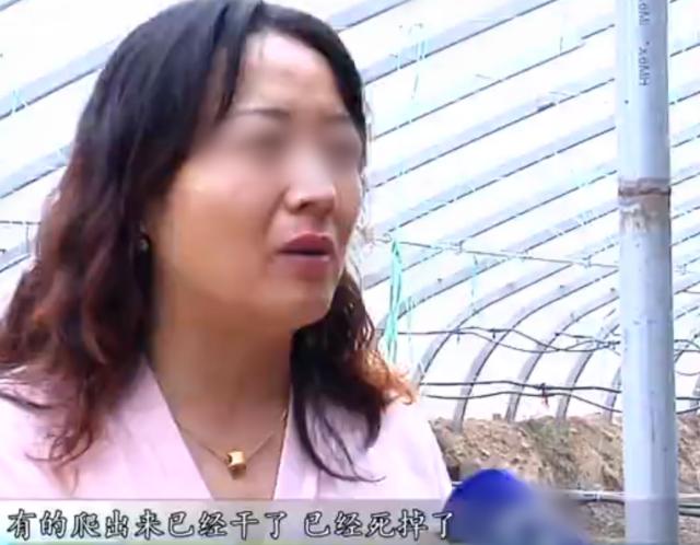 女博士放弃200万年薪,会山东老家养蚯蚓,如今养殖规模达10个棚休闲区蓝鸢梦想 - Www.slyday.coM 女博士放弃200万年薪,会山东老家养蚯蚓,如今养殖规模达10个棚休闲区蓝鸢梦想 - Www.slyday.coM