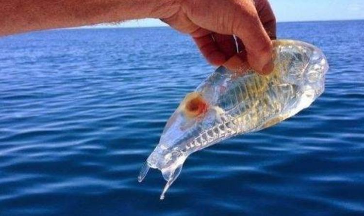 一种会隐身的鱼:靠隐身术隐藏保护自己,捉到最好放生!