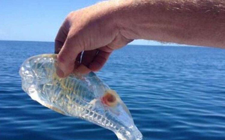 一种会"隐身"的鱼:靠"隐身术"隐藏保护自己,捉到最好放生!