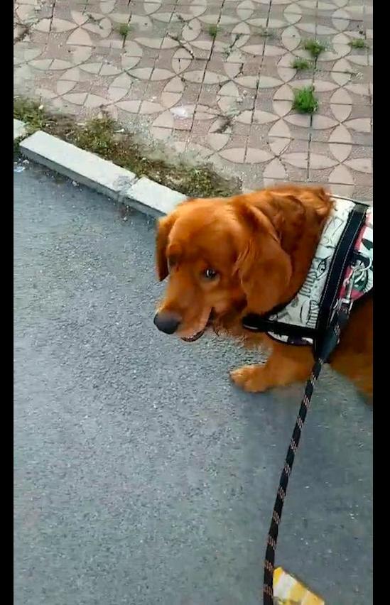 金毛趁主人不注意时,偷偷叼走了水果摊主的一个苹果