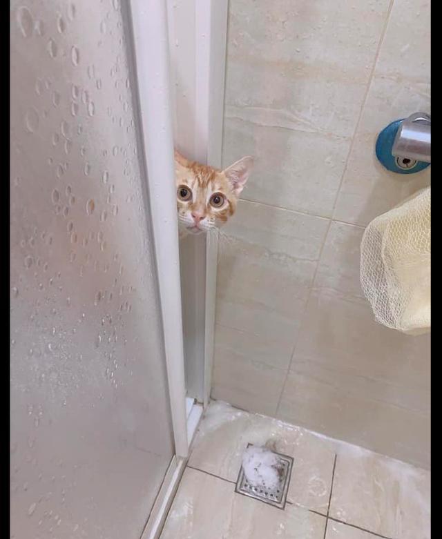 猫咪扒在浴室门口偷看主人洗澡,边看还边舔舌头