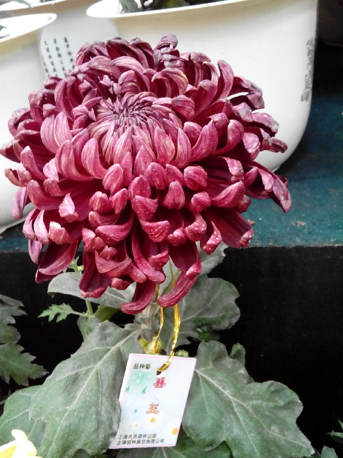 喜欢菊花,不如养盆"墨菊系列"墨王,饱满大气,王者风范,好美