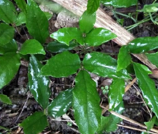 生长在阴湿环境里的植物,人称"金钱吊葫芦"如今一斤300块