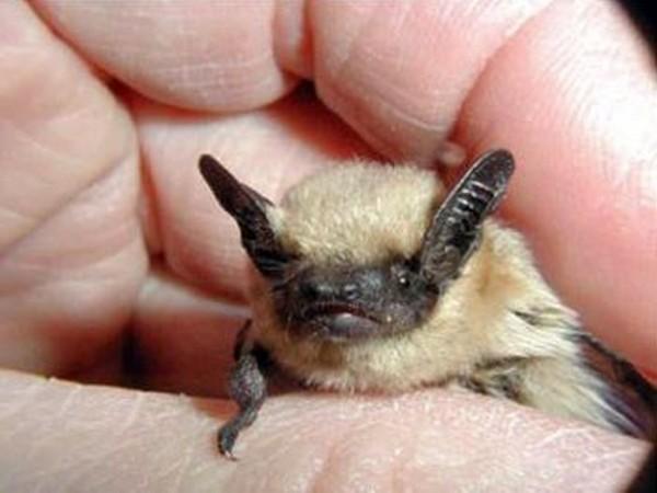 微型GPS装置揭示沙漠蝙蝠的神秘生活