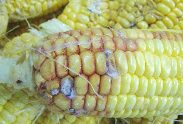 玉米准备收获但穗部发黑缺粒玉米粒呈粉红色怎么回事