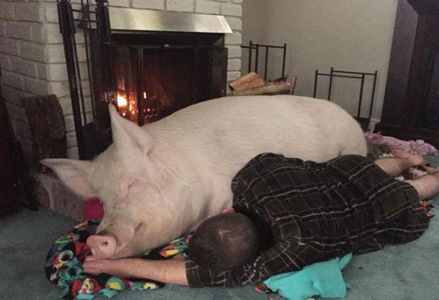 夫妇在网上买下一只可爱的迷你猪养了一段时间后他们彻底崩溃了