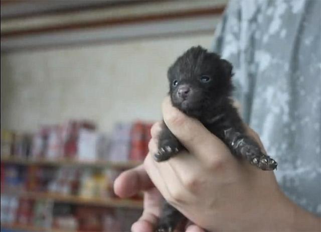 收留两只貉宝宝,每天揣在口袋里疼爱,工作都没心思干了|幼崽|宝宝