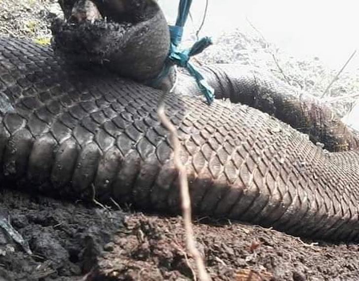 好几条蟒蛇被烧死的画面,两条大蛇和一旁小蛇的遗骸就直直地躺在地上