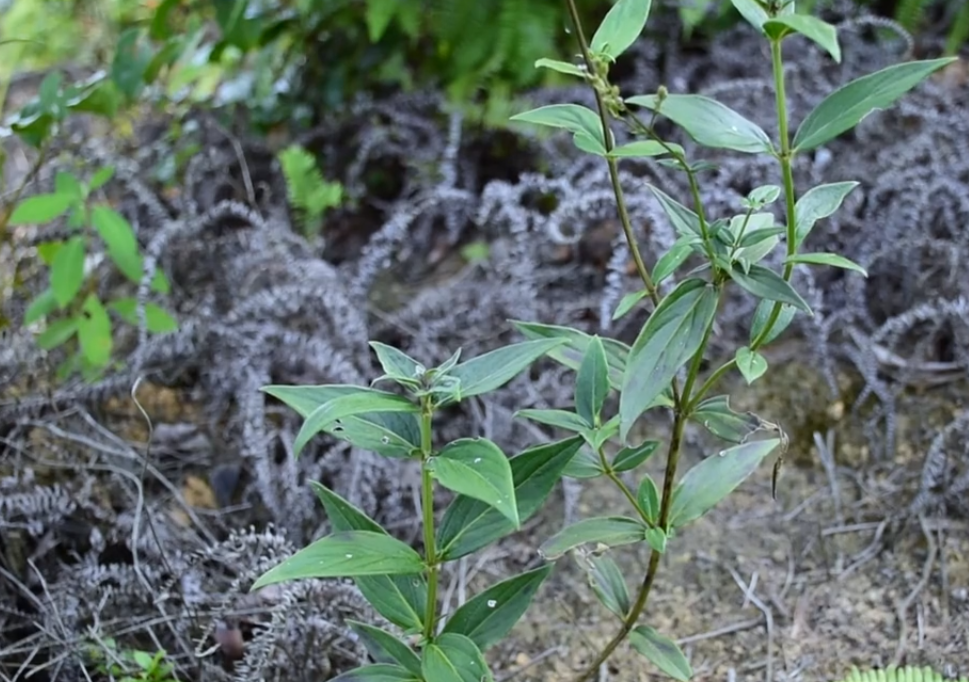 农村这种独特的植物叶子吃起来甜甜的老一辈人用它来做甜酒曲