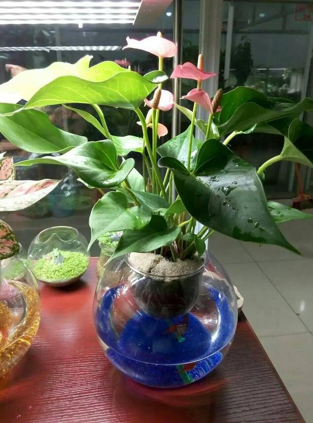 水培多肉"麻烦"少,叶子水灵灵胖嘟嘟,生出的嫩芽还能送人!