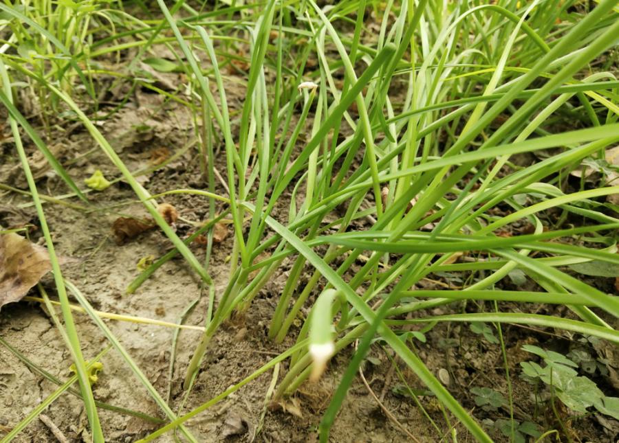 种植的韭菜叶子为何会发黄发黄怎么办
