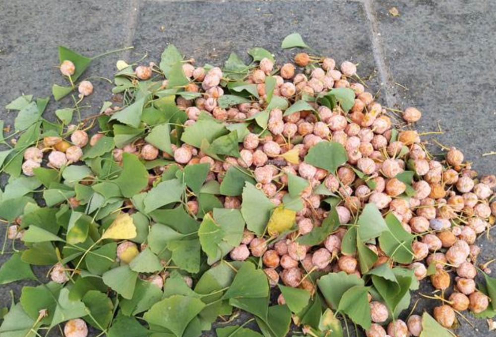 农村这种树俗称"公孙树",几十年前种的树,孙子刚好能吃到果实