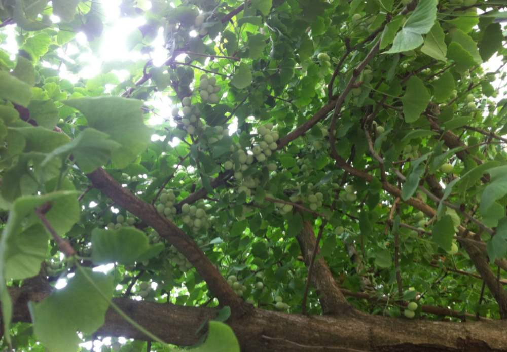 农村这种树俗称"公孙树",几十年前种的树,孙子刚好能吃到果实