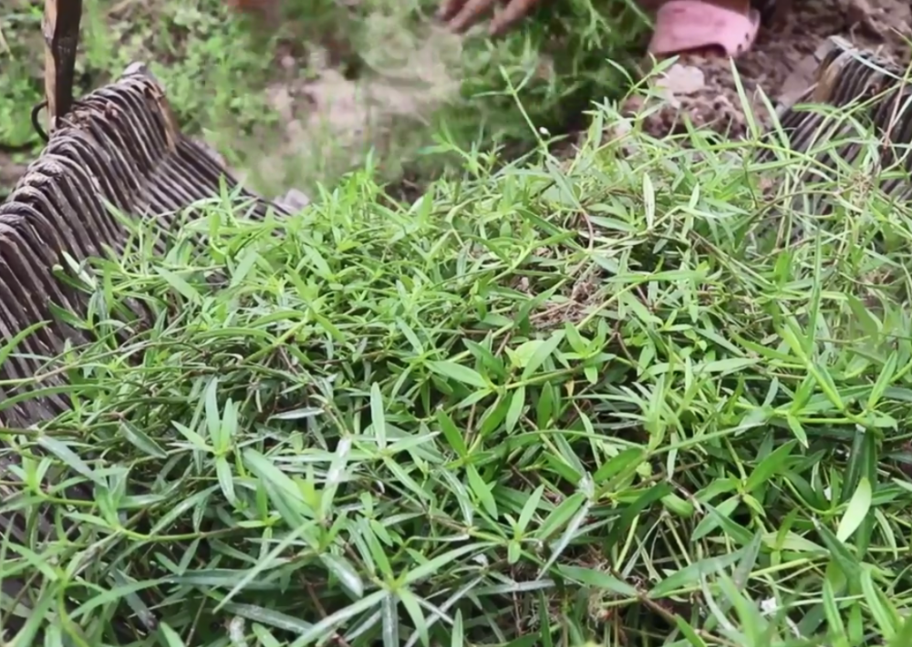 田埂上常见的草药老农说能治百病以前农村娃靠它赚零花钱
