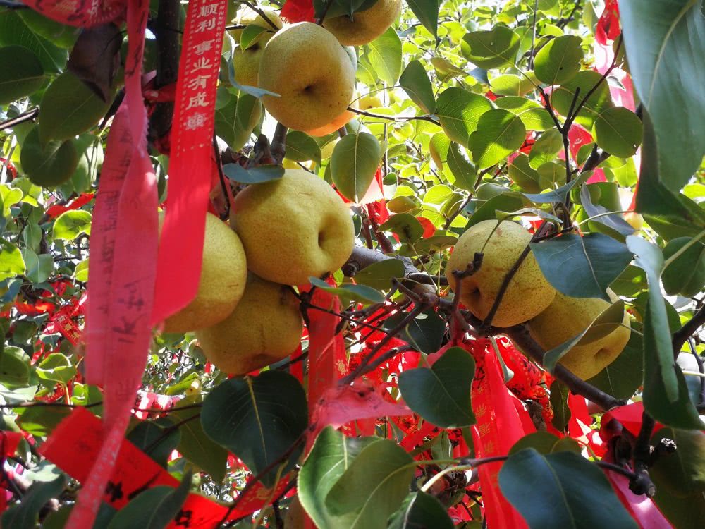 砀山梨园天价梨,梨树王一个梨子100元,一棵树能卖20万|梨树|梨子|砀山_新浪新闻
