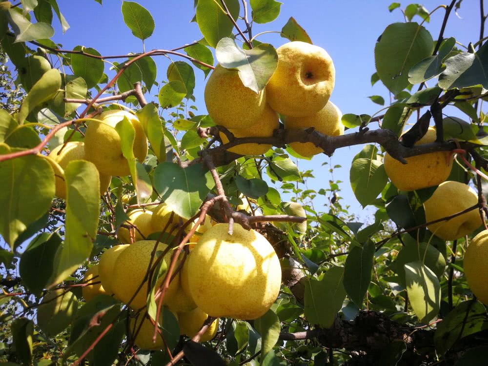 砀山梨园天价梨,梨树王一个梨子100元,一棵树能卖20万
