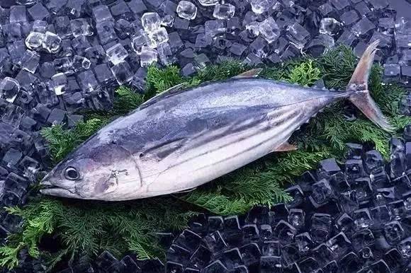 鲣鱼|鲣鱼干|鱼花_新浪新闻