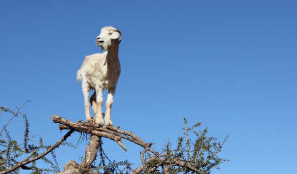 喜欢上树的羊,你不觉得奇怪吗?