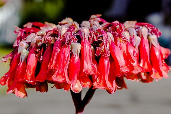 喜欢菊花,不如养盆"稀世名菊"汉宫秋,高贵典雅 花型丰满
