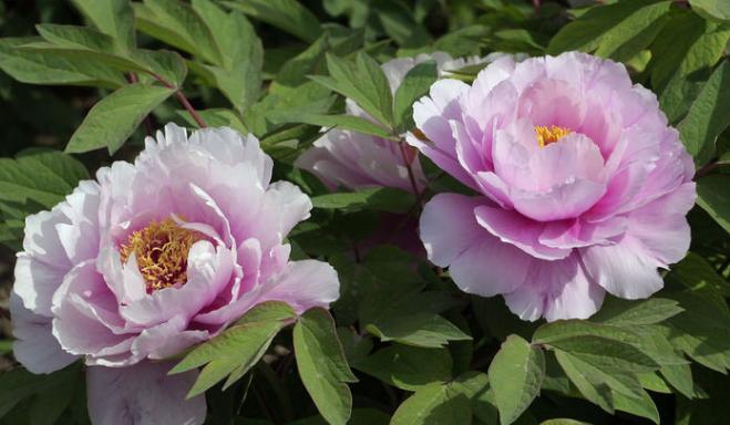 喜欢菊花,不如养盆"牡丹凤丹系列"凤丹粉,花型丰满,富贵华美