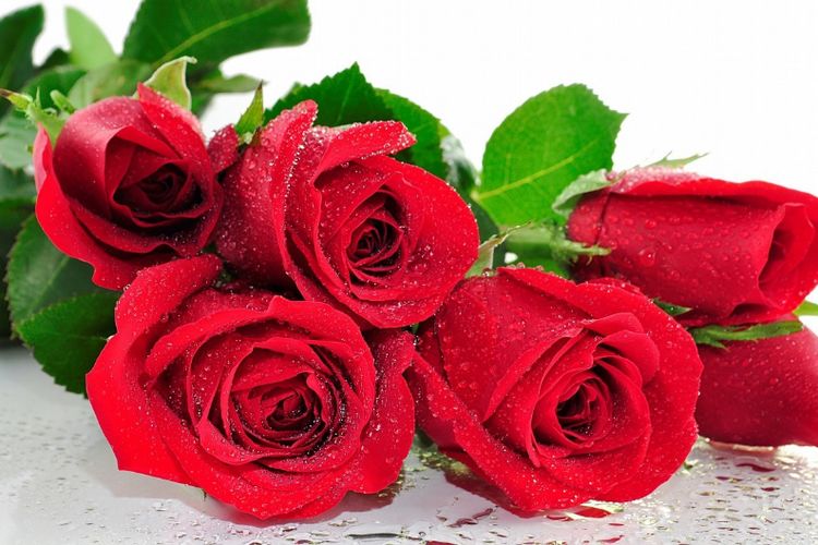 不同颜色玫瑰花的含义(不同颜色玫瑰花的寓意和花语)