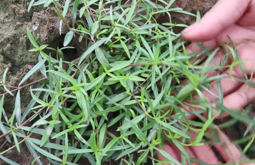 田埂上常见的草药老农说能治百病以前农村娃靠它赚零花钱