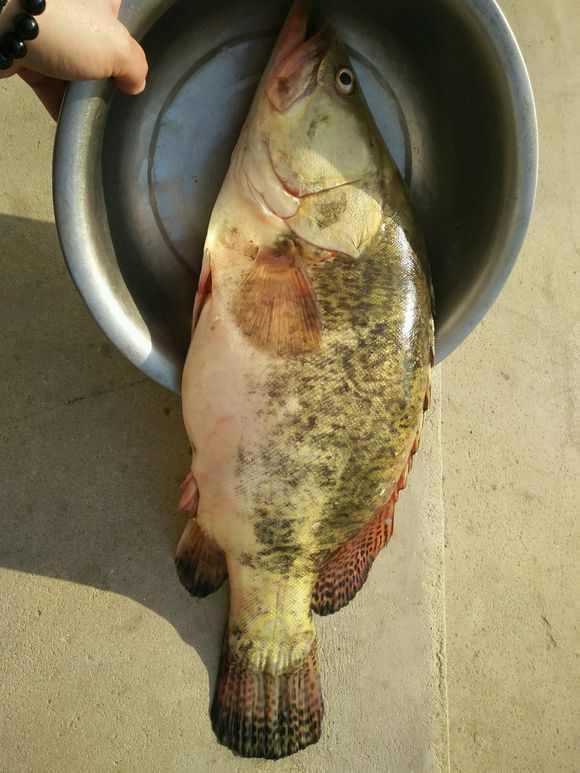 两百多斤的桂鱼?三人抬着街上走,渔民说有三十年没见这么大的