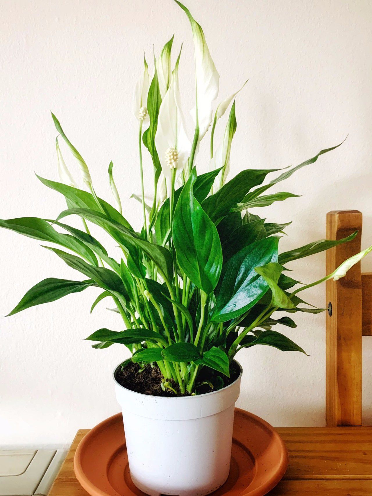 白掌盆栽养家里后茎叶容易低垂,养几天就蔫了,这是咋回事?