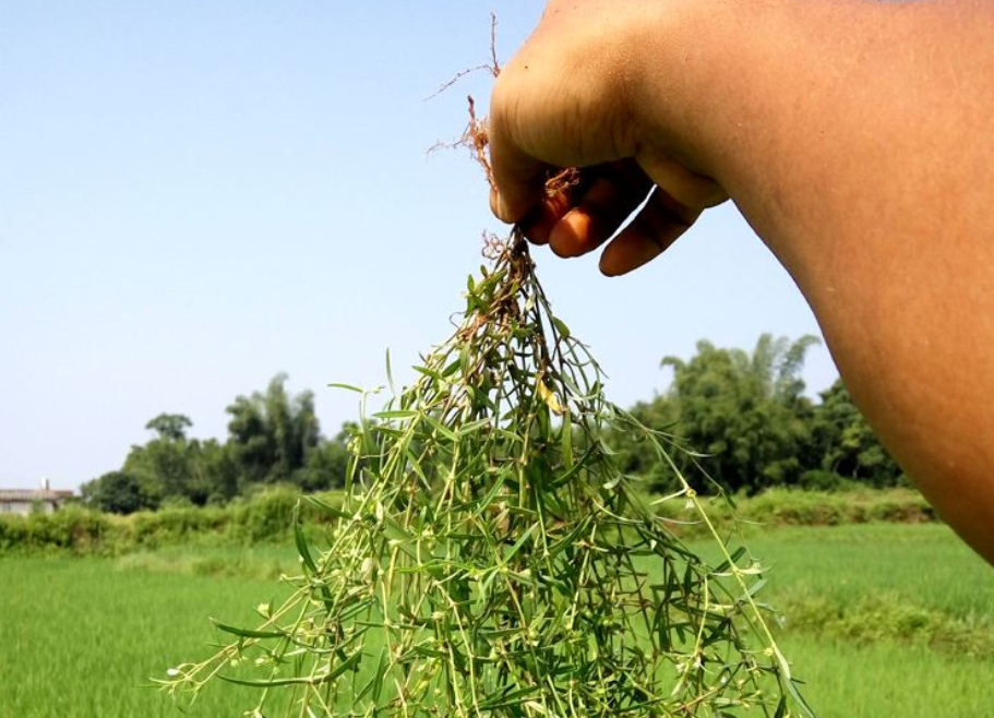 田埂上常见的草药老农说能治百病以前农村娃靠它赚零花钱