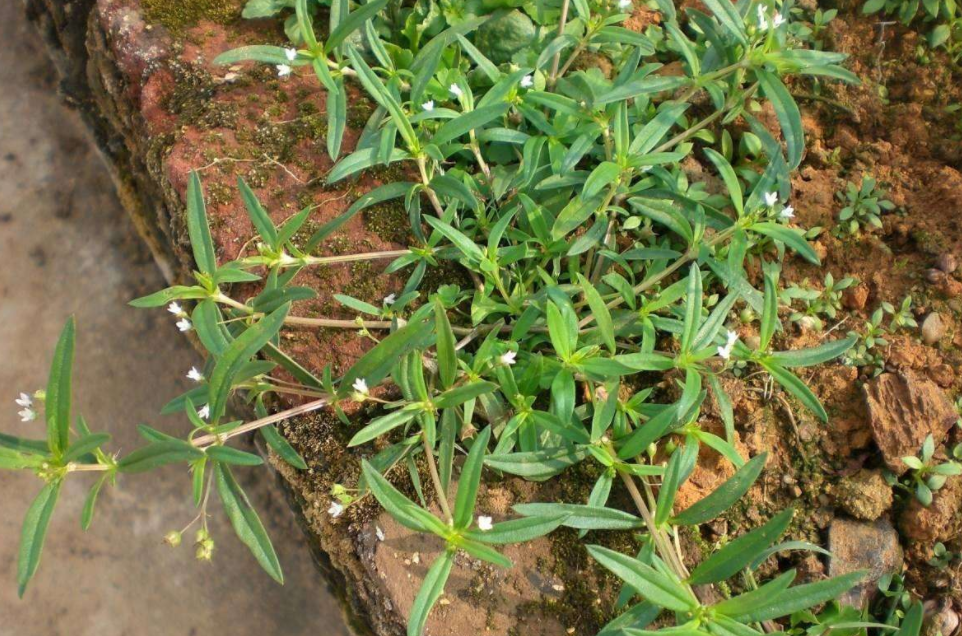 所以农村娃一放假就会去挖它,这就是白花蛇舌草了,俗称蛇总管,羊须草