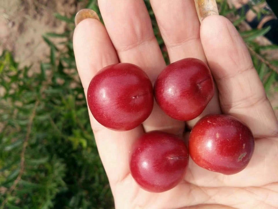 儿时常吃的野果,如今20元一斤被誉为高钙果,农民却不愿种植|欧李|野果