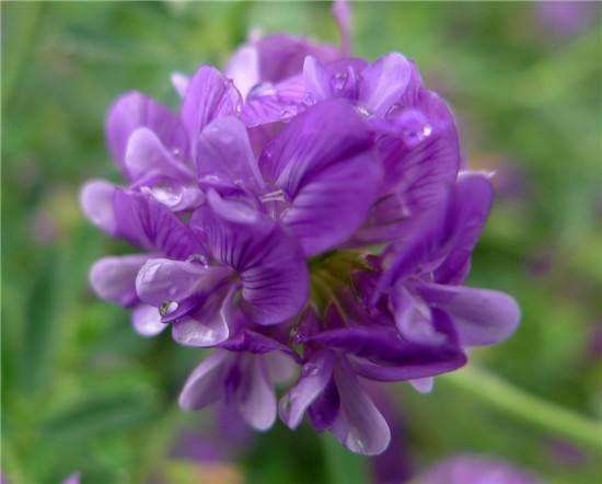 すべての花の画像 無料ダウンロード紫花苜蓿