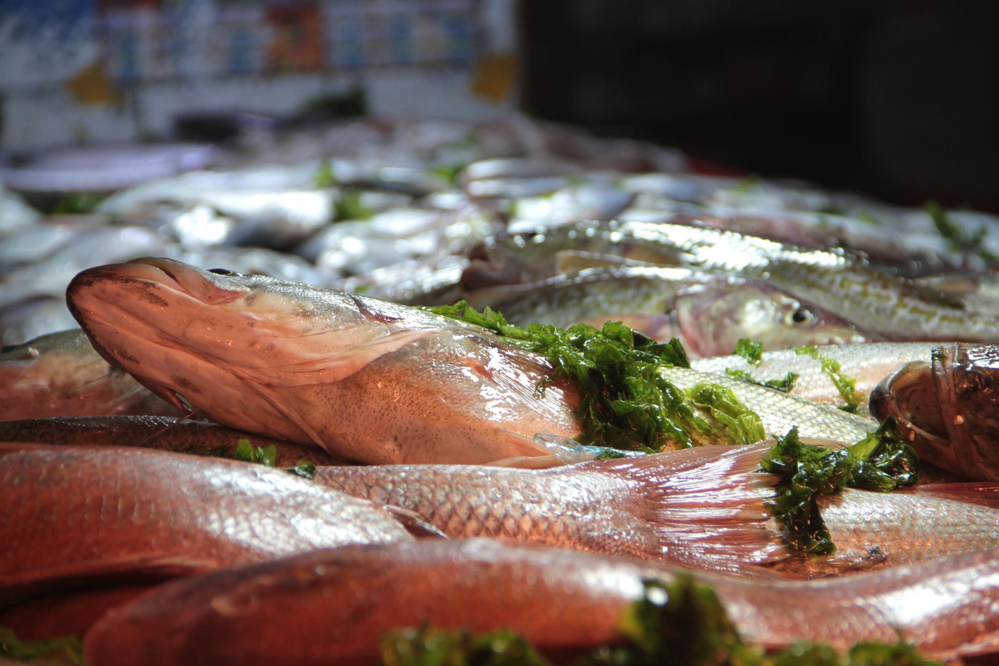 大牙片鱼新鲜上市 个头太大不好卖 一女士却花两百多买走一条