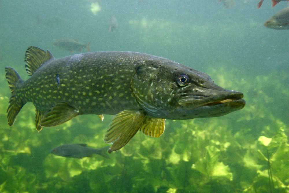 新疆钓狗鱼,生性粗暴贪婪,一天可以吃掉和自己体重相当的食物